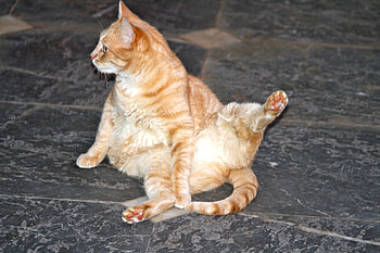 For cat lovers, animal, cat, white, orange HD wallpaper