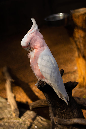Animals, Parrots, Feather, Bird, Branch, Cockatoo HD phone wallpaper