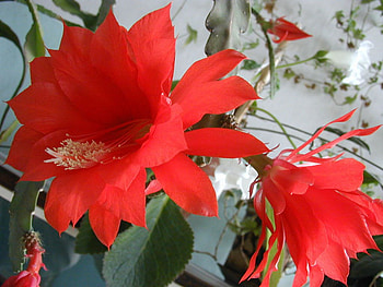 Red Blossoms, nature, blossom, red, red blossom HD wallpaper