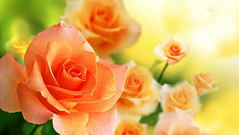 Orange roses , Vibrant petals, backgrounds, Nature's beauty HD wallpaper