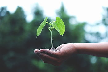 A young sapling held in hands symbolizes growth and sustainability. HD wallpaper