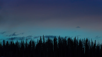 trees, night, sky HD wallpaper