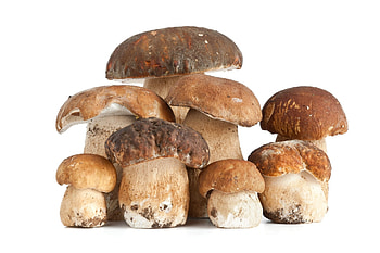 mushroom , Stunning visuals, Mushroom wonderland, Fungal beauty HD wallpaper