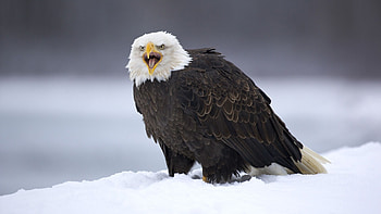 Bald Eagle, Chilkat Bald Eagle Preserve, Wildlife in Alaska, Animal HD wallpaper