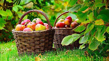 ready to eat, fruit, Apple, nature, tree HD wallpaper