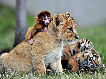 Lion, monkey, and tiger, Baby Animal HD wallpaper