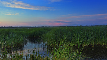 Nature, Grass, Swamp HD wallpaper
