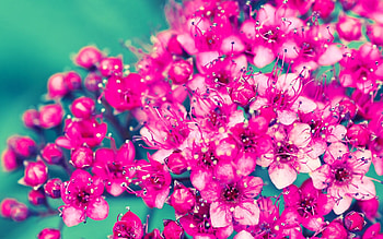 Plants, Flowers HD wallpaper