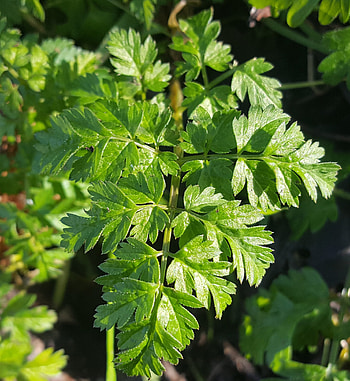 Chervil, Wild foraging, Anthriscus sylvestris HD phone wallpaper