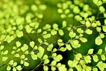 A detailed graph of lush green fern leaves showcasing nature's delicate patterns and colors. HD wallpaper