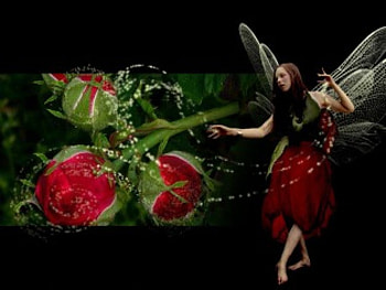 Fairy, rose, abstract HD wallpaper