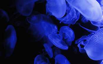 Blue glow jellyfish, , Captivating , Aquatic delight HD wallpaper