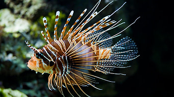 fish, s, a, d, f HD wallpaper