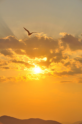 Nature, Sunset, Horizon, Hills, Seagull, Gull HD phone wallpaper