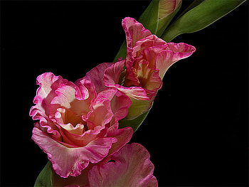 gladiola, summer, pink, beautiful, flower HD wallpaper