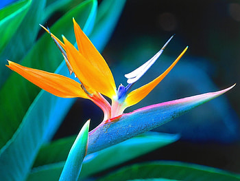 Plants, Flowers HD wallpaper