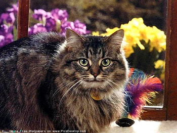 CAT FOREFRONT BACKGROUND FLOWERS, looking, majestic, coat, beautiful HD wallpaper