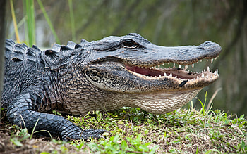 Everglades National Park, Alligators HD wallpaper