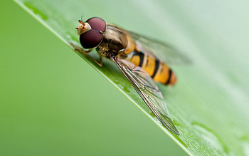 Grass, Leaves, Macro, Surface, Bee HD wallpaper
