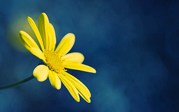 Background, Flower, Macro, Dark, Petals HD wallpaper