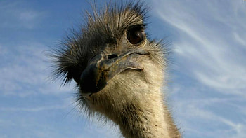 Humorous ostriches, Funny , Lighthearted charm, Amusing avians HD wallpaper