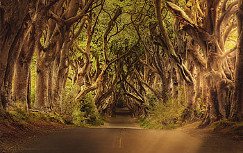 Nature, Trees, Road, Branches, Mysterious HD wallpaper