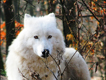 artic wolf, artic, white, nature, wild HD wallpaper