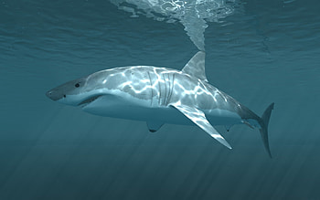 Animals, Sharks HD wallpaper