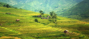 Beautiful landscape of green rice terraces in rural Asia with small houses scattered across the hills. HD wallpaper