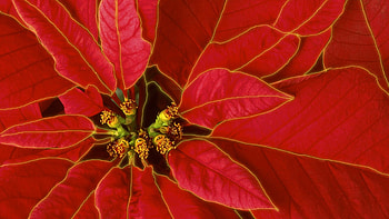 Red and green extravaganza, Poinsettia art, Festive inspiration, Christmas creativity HD wallpaper