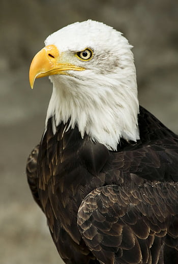 A striking close-up of a bald eagle displaying its characteristic plumage and sharp gaze. HD phone wallpaper