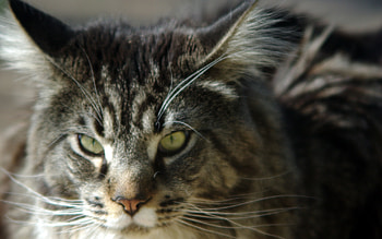 Maine Coon, animals, cats, annoyed, cute, beautiful HD wallpaper
