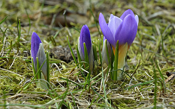 Flowers, Grass, Spring, Primrose, Crocuses HD wallpaper