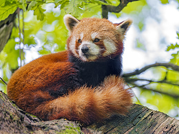 Animals, Wood, Tree, Sight, Opinion, Animal, Panda, Red Panda HD wallpaper