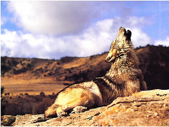 Beautiful, nature, wolf, mountain HD wallpaper