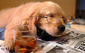 Animals, Dog, Muzzle, Glass, Puppy, Sleep, Dream, Drink, Beverage, Glasses, Spectacles, Sleeping, Newspaper, Situation, Asleep, Tea Bag HD wallpaper