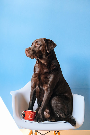 Animals, Dog, Cup, Labrador, Armchair, Mug HD phone wallpaper