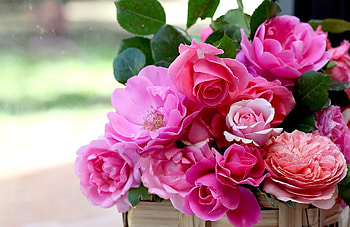 Flowers, Roses, Garden, Buds, Basket, Sadovaya HD wallpaper