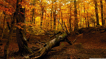 Autmun forest, scene, leafage, landscape, , colours, leaves, wood, autumn, nature, leaf, , forest, foliage HD wallpaper