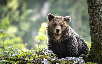 Bear, animal, forest, large HD wallpaper