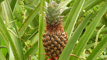 Wild pineapple discovery, Tropical rainforests, Edible bromeliad, Exotic plant HD wallpaper