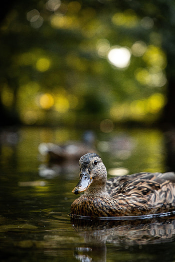 Animals, Birds, Water, Lake, Duck HD phone wallpaper