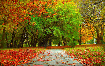 Autumn tree , Tranquil ambiance, Nature's tranquility, Serene landscape HD wallpaper