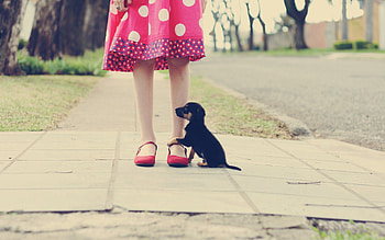 Animals, Road, Legs, Puppy, Fidelity HD wallpaper