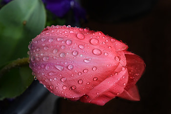 Drops, close up, pink tulip, flora HD wallpaper