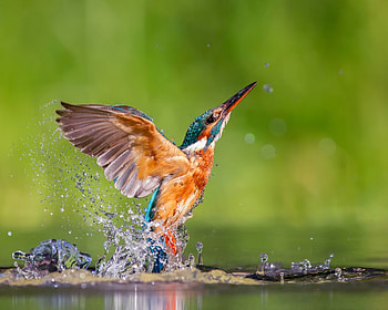 *** KINGFISHER ***, KINGFISHER, ANIMAL, BIRD, BIRDS, ANIMALS HD wallpaper