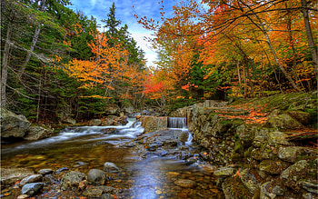 Autumn Wood, trees, autumn, woods, stream HD wallpaper
