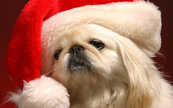 Christmas dog, sweet, dog, white, christmas, red HD wallpaper