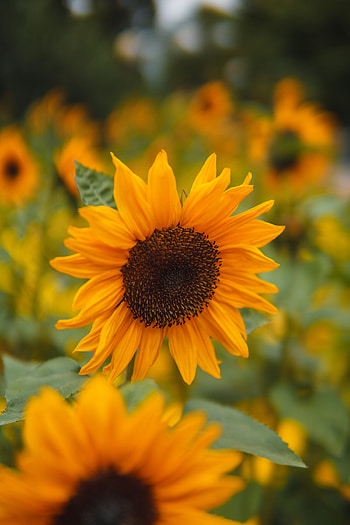 Flowers, Petals, Field, Sunflower HD phone wallpaper