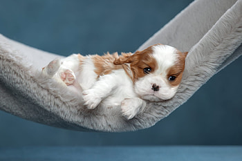 ღ, Dog, Sleeping, Puppy, Hammock HD wallpaper